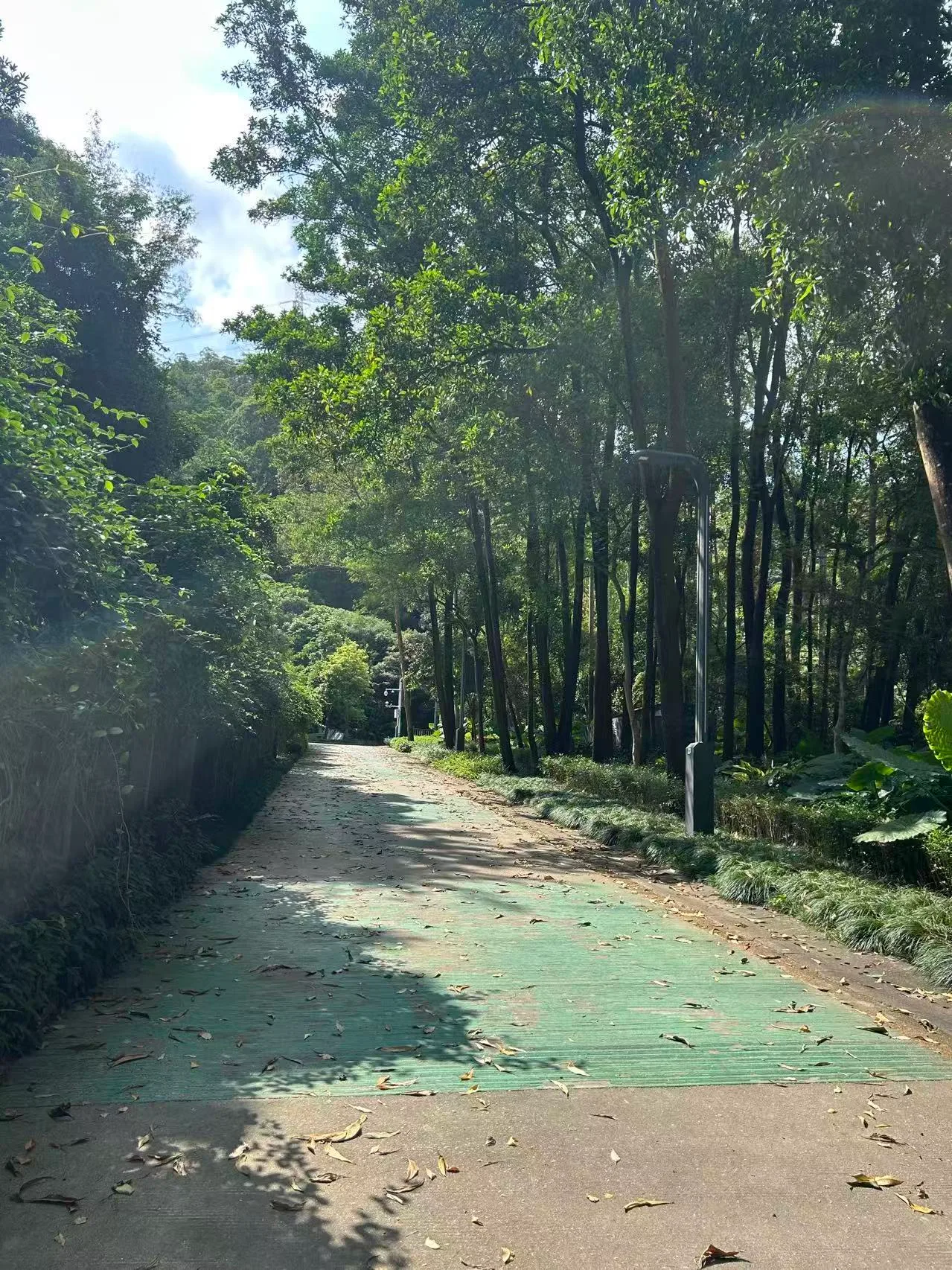 林荫下的绿道